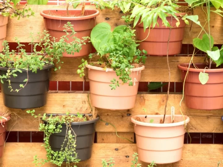 Maximizing Small Spaces With Vertical Gardening